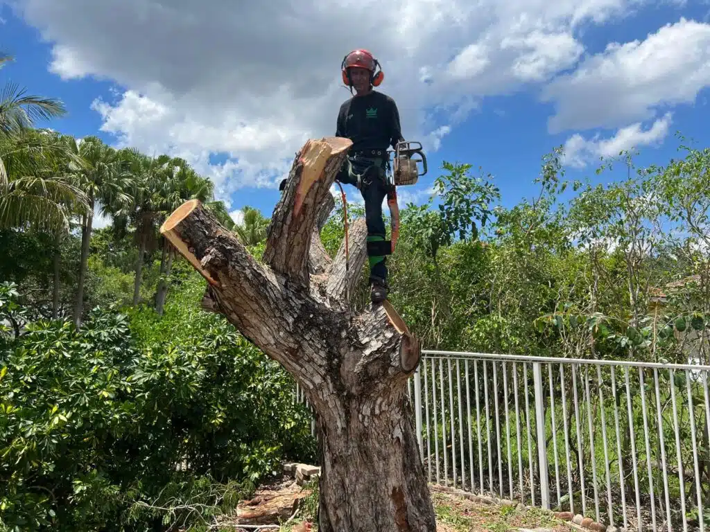 tree_service_fort_lauderdale